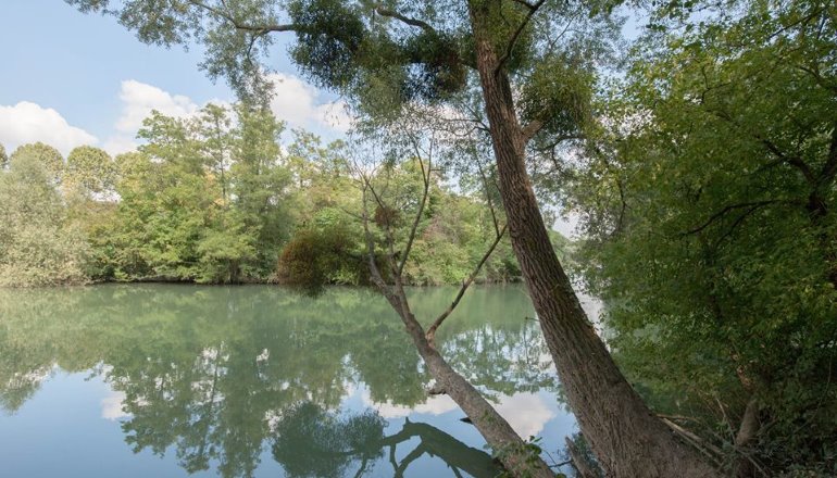 Arbre au bord de la Marne
